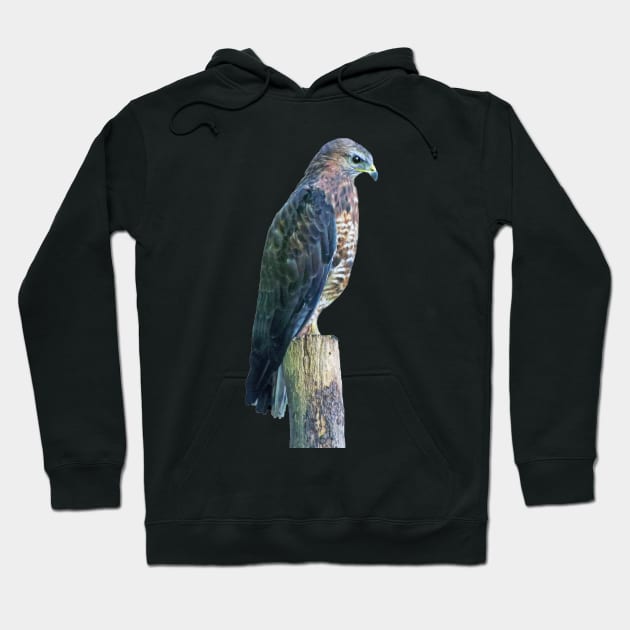 Perigrine Falcon Hoodie by Lynn